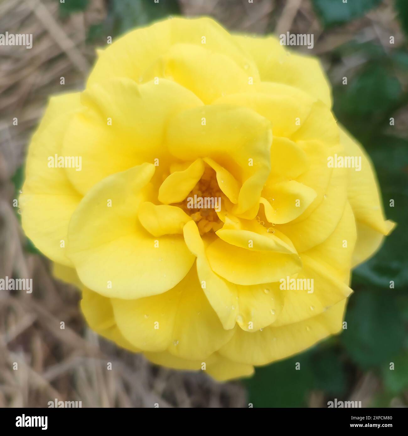 Schöne frische Rosenblume im Garten. Rosenblüten auf dem Hintergrund verschwommene Rosen Blüten im Garten der Rosen Stockfoto