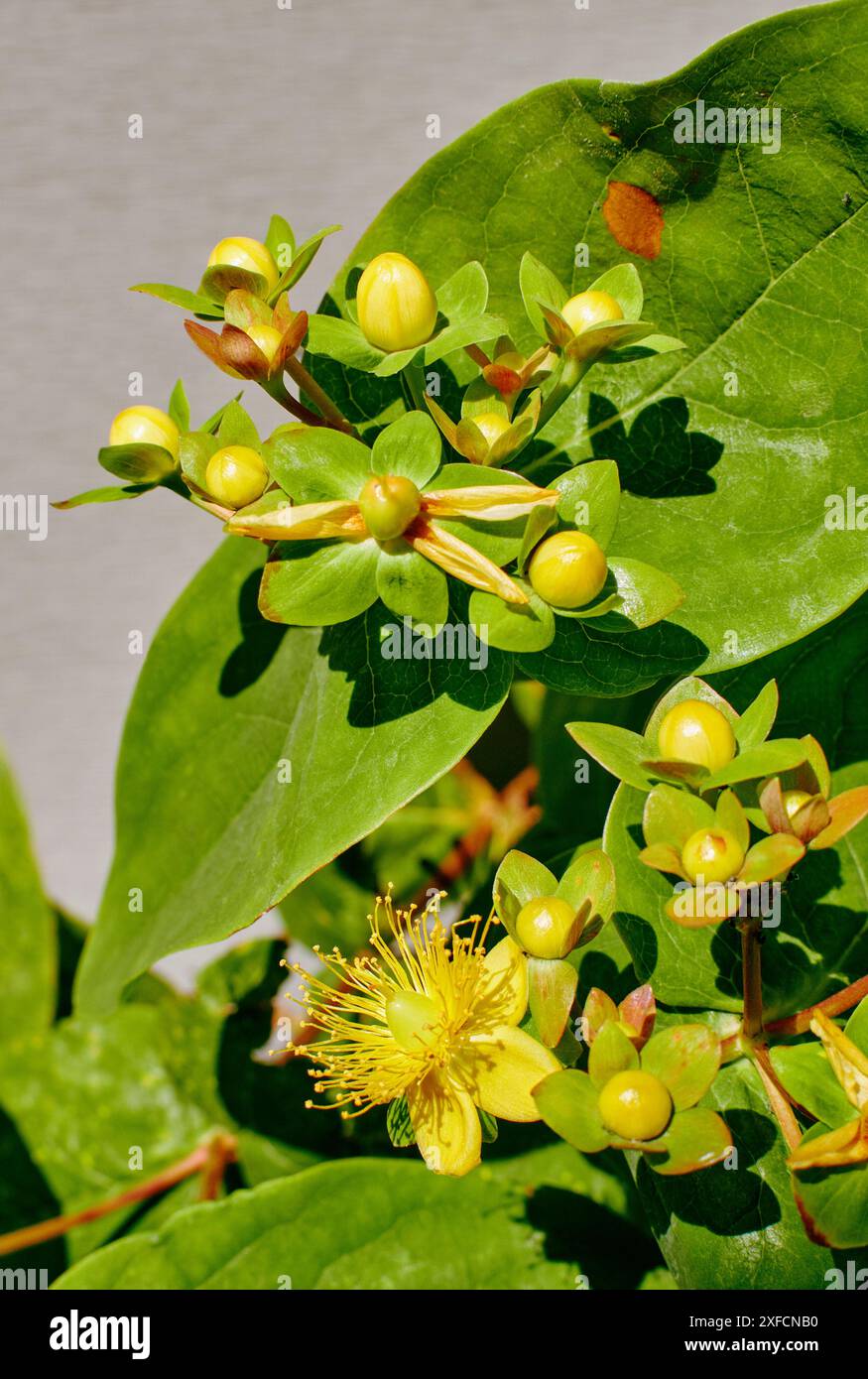 Gartenblumen im Sommer. Stockfoto