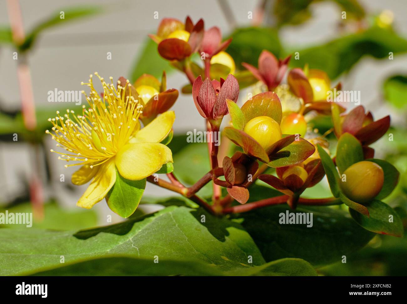 Gartenblumen im Sommer. Stockfoto