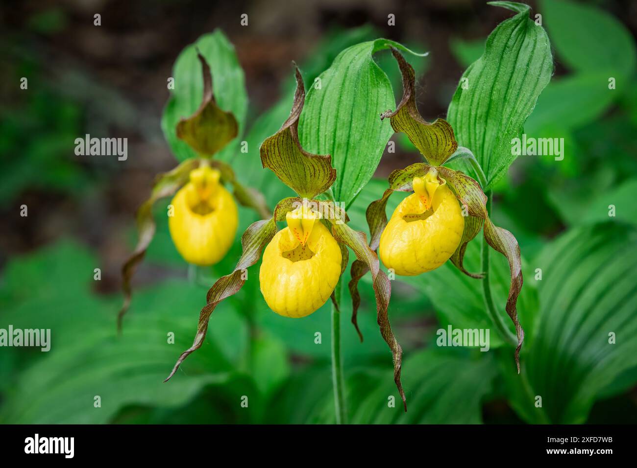 Cypripedium parviflorum Salisb. VAR. Pubescens Stockfoto