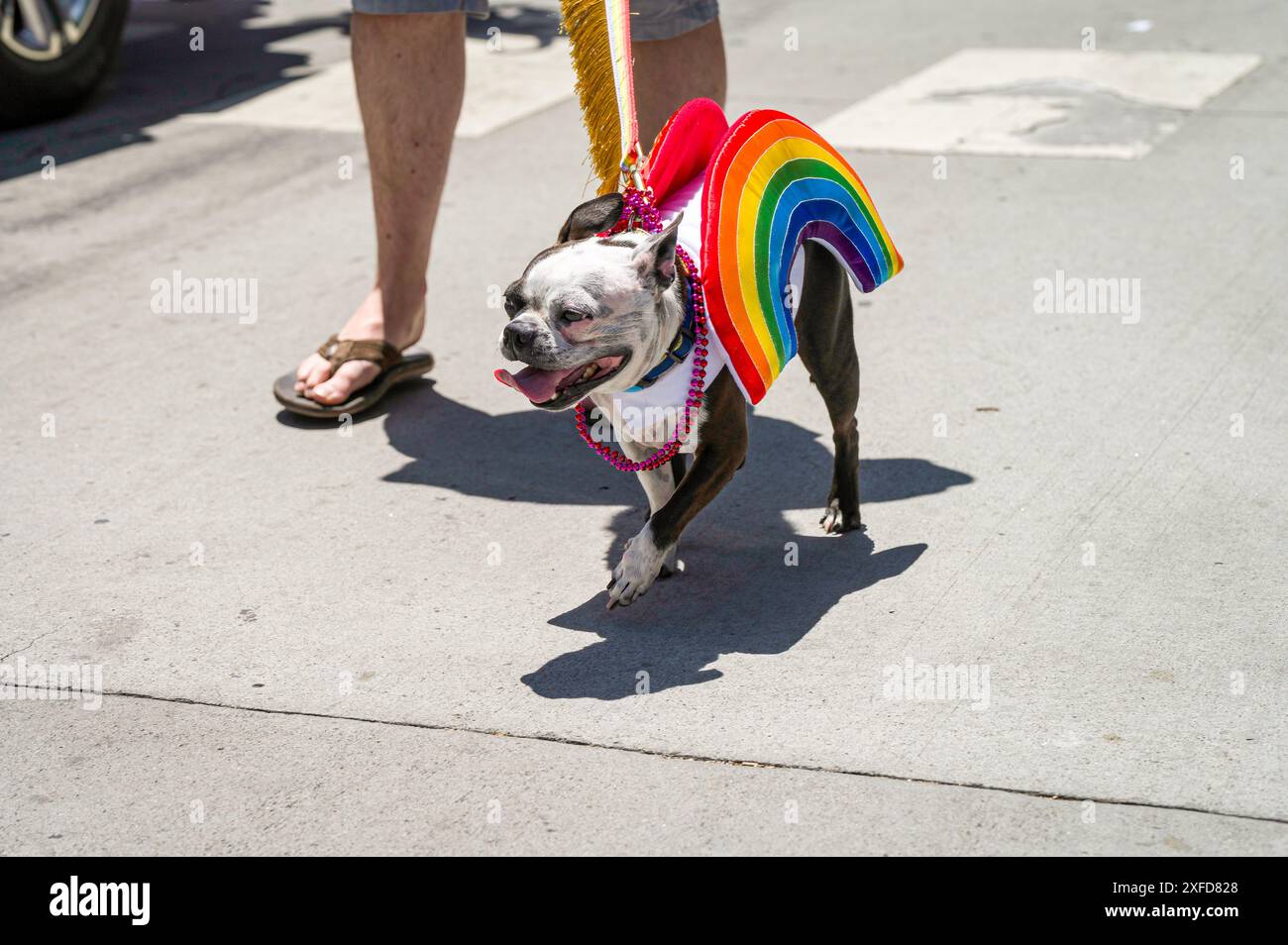 Foto eines kleinen Mops mit einer Regenbogenjacke und Mardi Gras Perlen, die mit seinem Besitzer bei der Sacramento Pride Parade 2024 spazieren gehen. Stockfoto