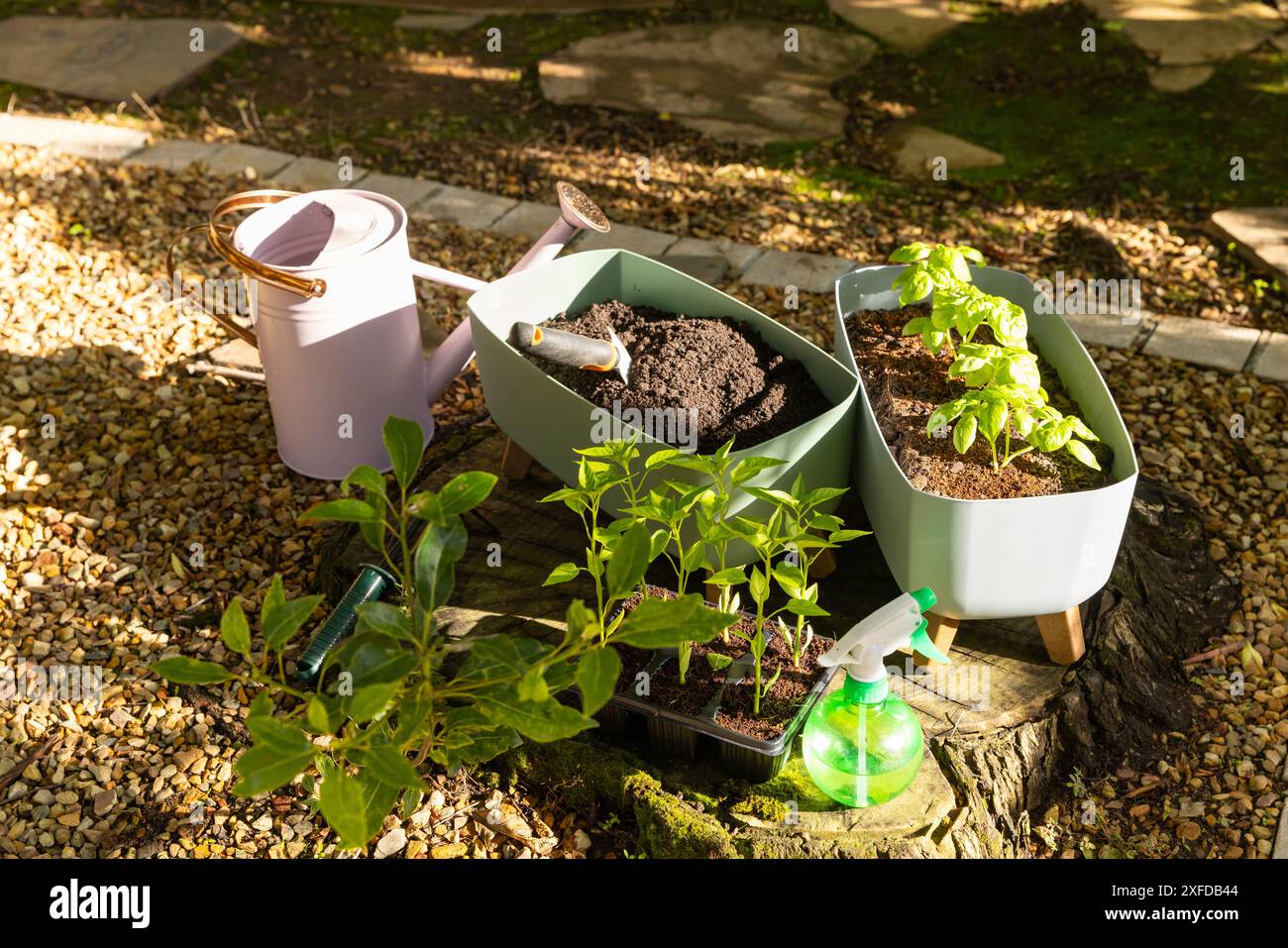 Gartenarbeit mit Gießkanne, Boden und Setzlingen im Garten im Garten, Kopierraum Stockfoto