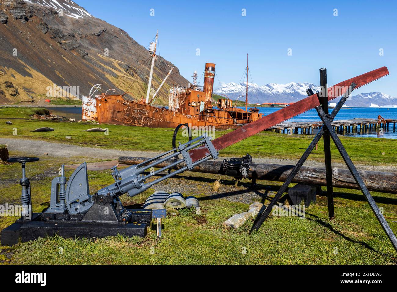 Alte Walschiffe, Albatros und Dias, Grytviken, King Edward Cove, Südgeorgien, Dienstag, 28. November 2023. Foto: David Rowland / One-Image.com Stockfoto