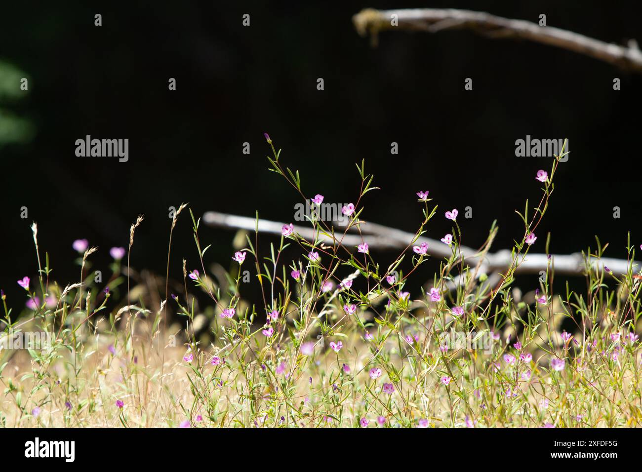 Abschied Vom Frühling Stockfoto