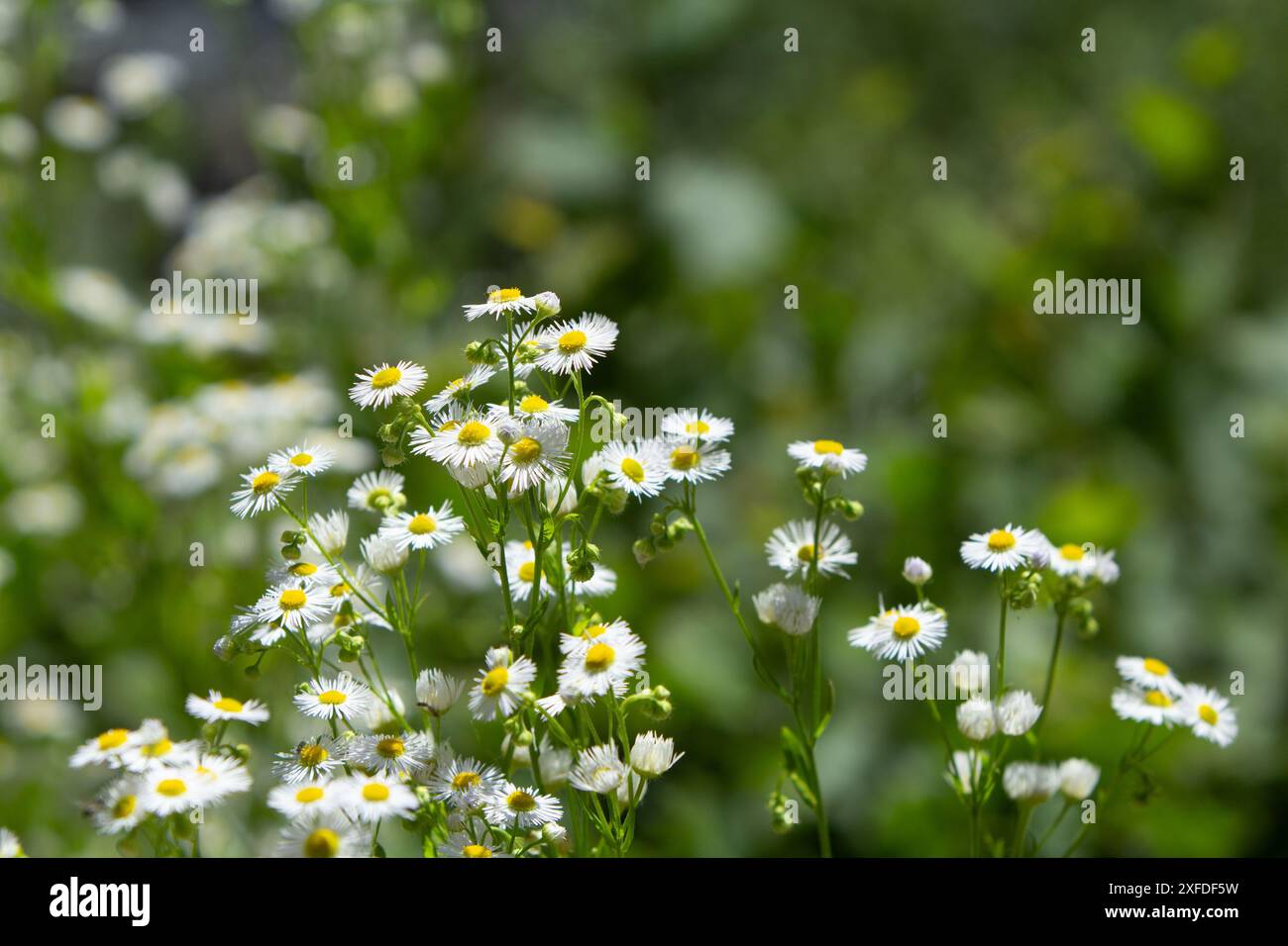 Fleabane Daisy Stockfoto