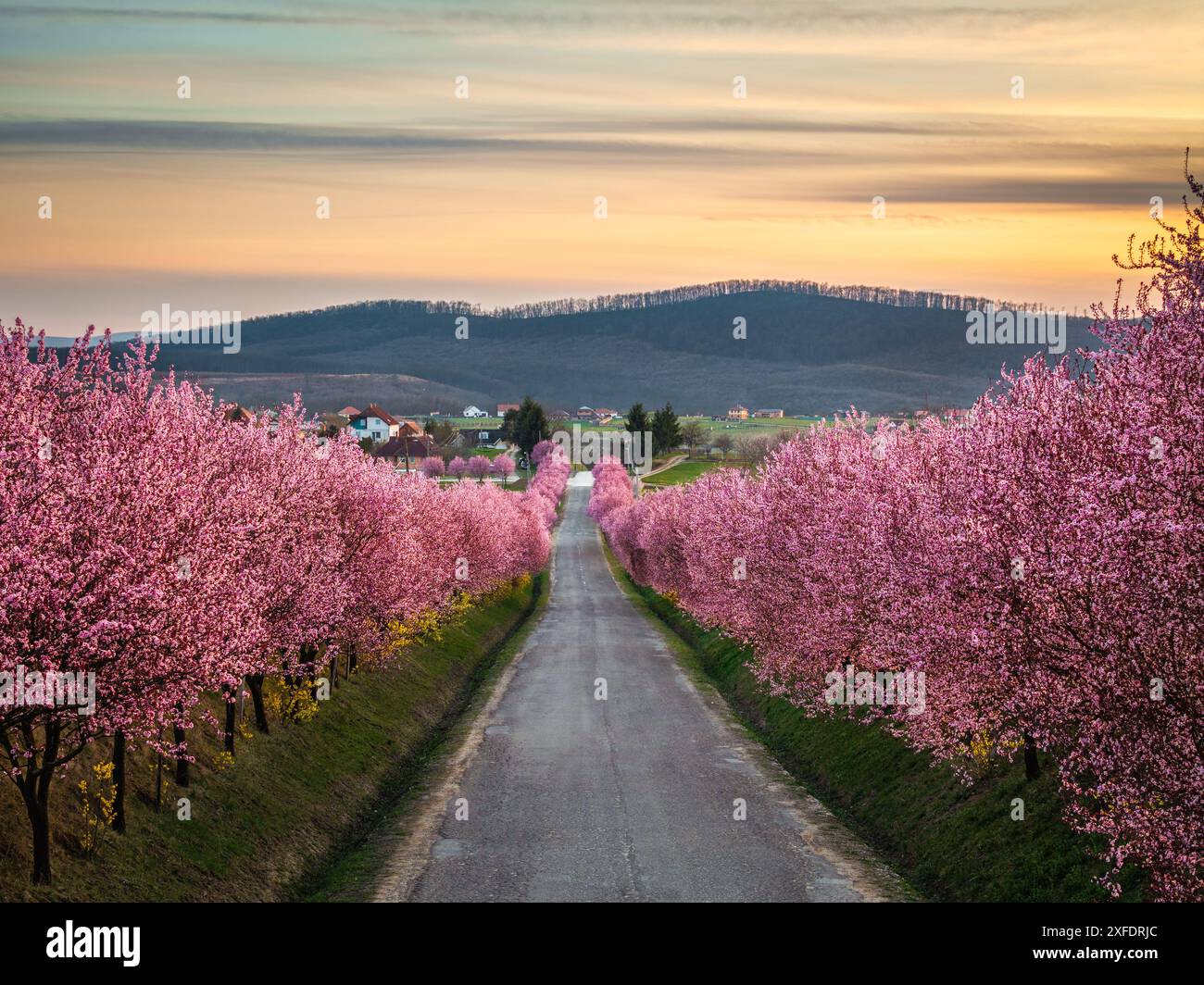 Berkenye, Ungarn - aus der Vogelperspektive blühende rosa wilde Pflaumenbäume entlang der Straße im Dorf Berkenye an einem sonnigen Frühlingnachmittag mit warmem golde Stockfoto