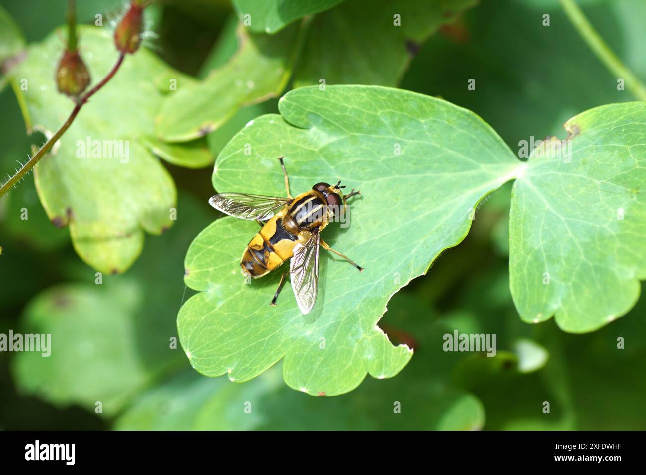 Nahaufnahme männlicher Marsh Tiger Hoverfly, Helophilus hybridus, Familie Syrphidae auf einem Blatt einer gemeinsamen kolumbine in einem niederländischen Garten. Sommer, Juli, Niederlande Stockfoto