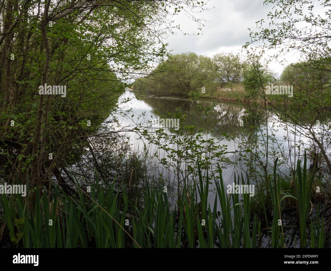 Blick durch die Vegetation zu einem Teil des Canada Lake, Shapwick Heath National Nature Reserve, Avalon Marshes, Somerset Levels and Moors, England, Großbritannien, April Stockfoto