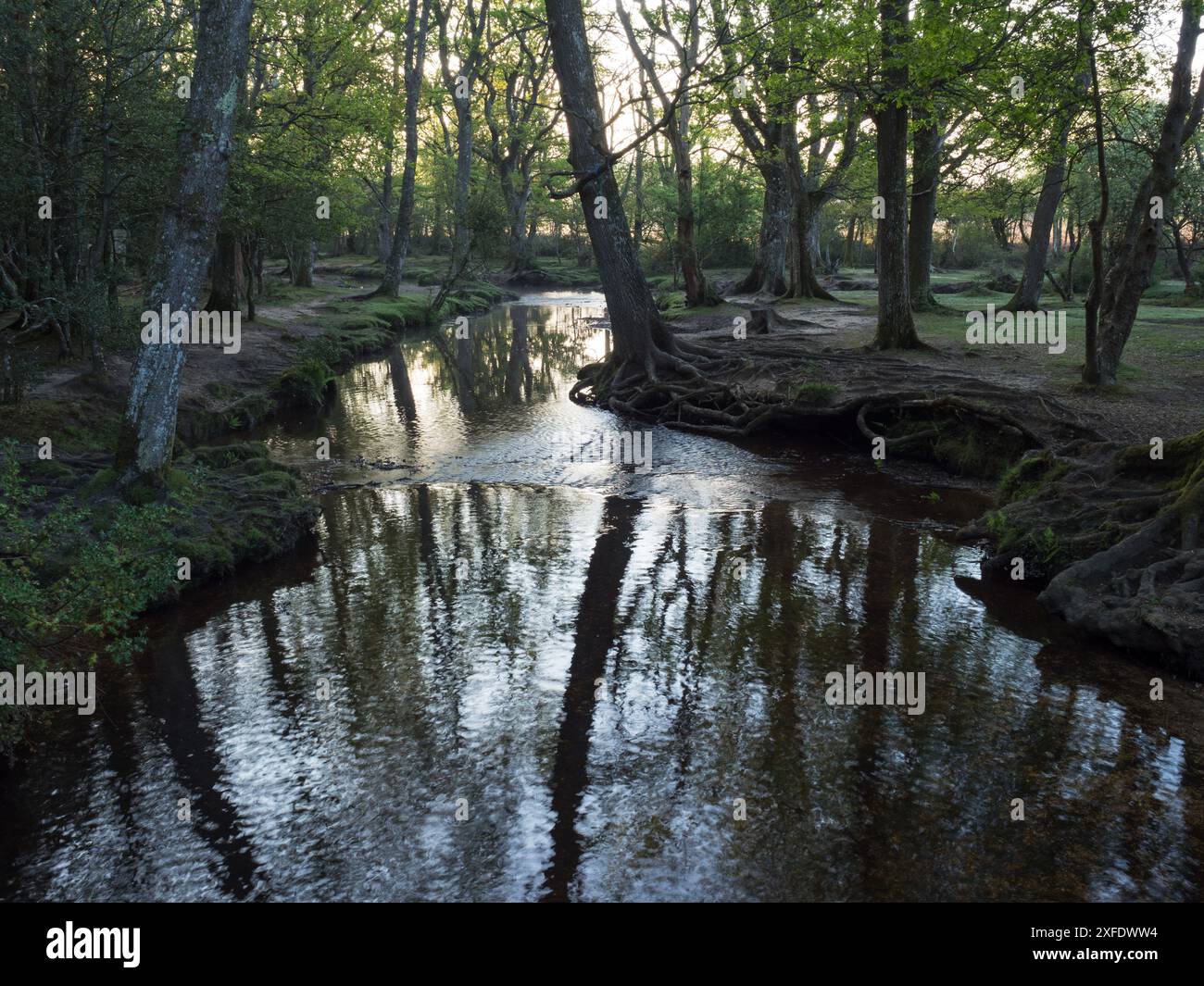 Stieleiche Quercus robur und Buche Fagus sylvatica neben dem Ober-Wasserstrom in der Nähe von Ober Corner, New Forest National Park, Hampshire, England, USA Stockfoto