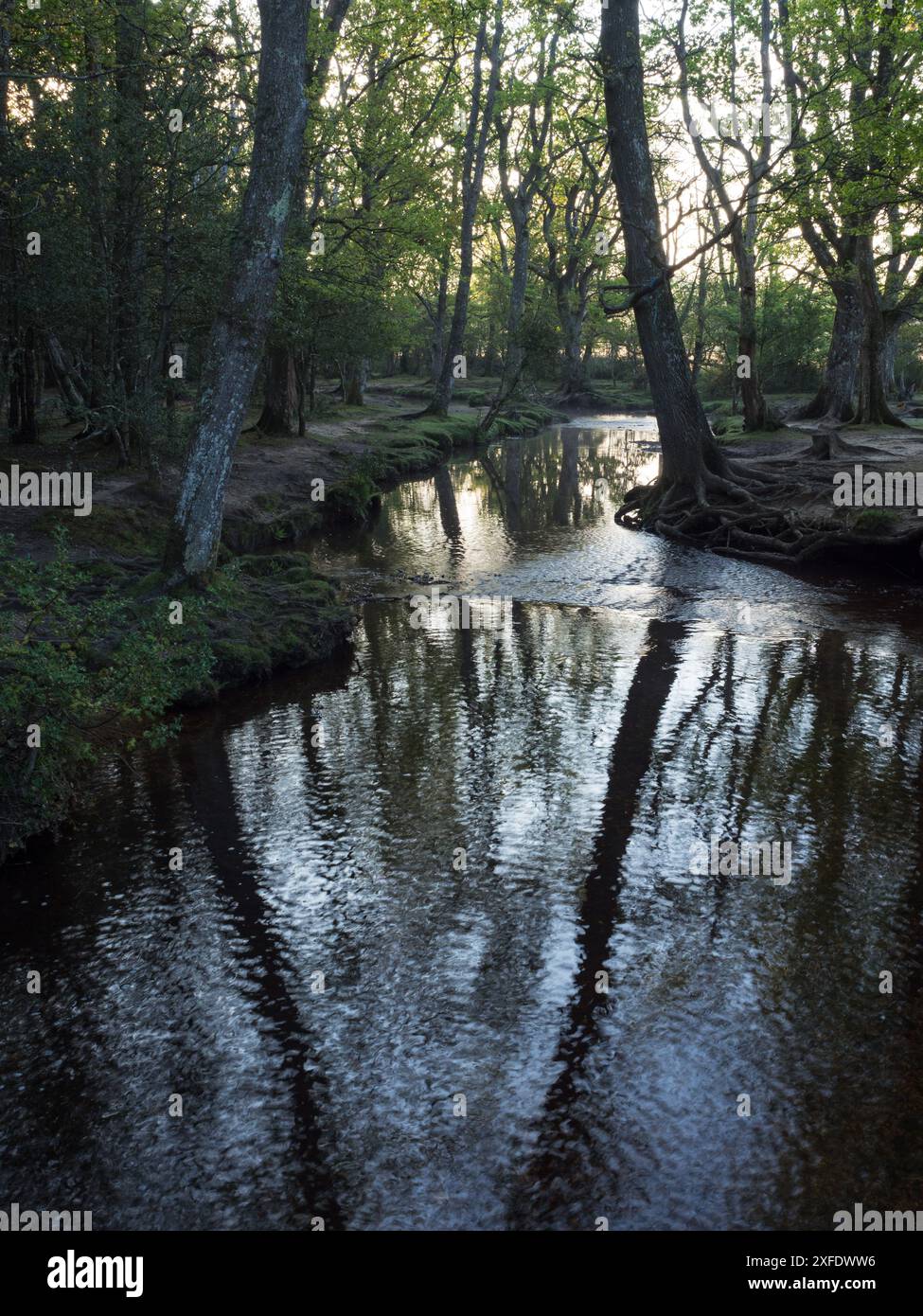 Stieleiche Quercus robur und Buche Fagus sylvatica neben dem Ober-Wasserstrom in der Nähe von Ober Corner, New Forest National Park, Hampshire, England, USA Stockfoto