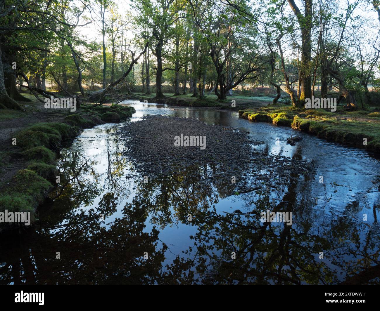 Stieleiche Quercus robur und Buche Fagus sylvatica neben dem Ober-Wasserstrom in der Nähe von Ober Corner, New Forest National Park, Hampshire, England, USA Stockfoto
