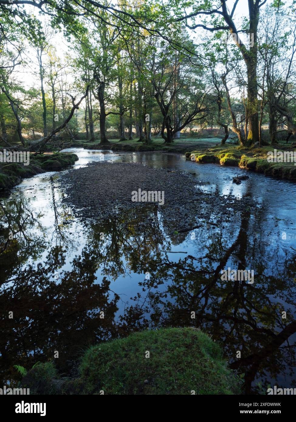 Stieleiche Quercus robur und Buche Fagus sylvatica neben dem Ober-Wasserstrom in der Nähe von Ober Corner, New Forest National Park, Hampshire, England, USA Stockfoto