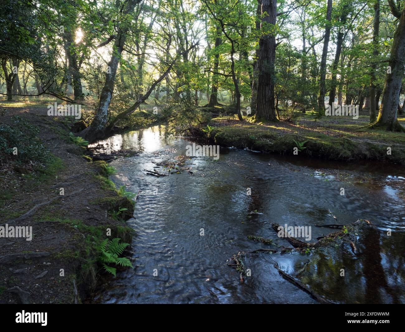 Stieleiche Quercus robur und Buche Fagus sylvatica neben dem Ober-Wasserstrom in der Nähe von Ober Corner, New Forest National Park, Hampshire, England, USA Stockfoto