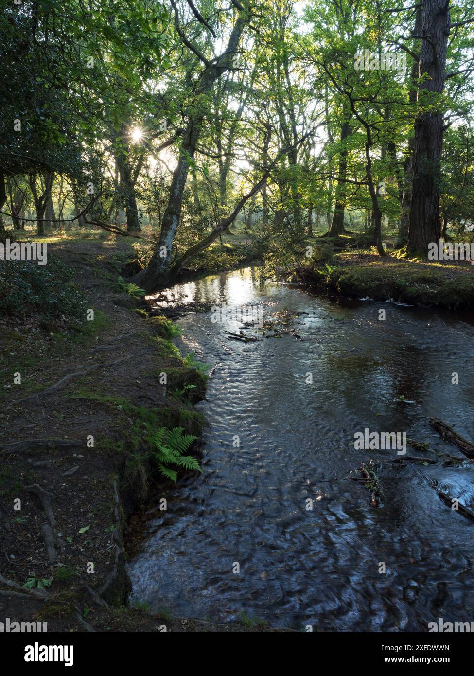 Stieleiche Quercus robur und Buche Fagus sylvatica neben dem Ober-Wasserstrom in der Nähe von Ober Corner, New Forest National Park, Hampshire, England, USA Stockfoto
