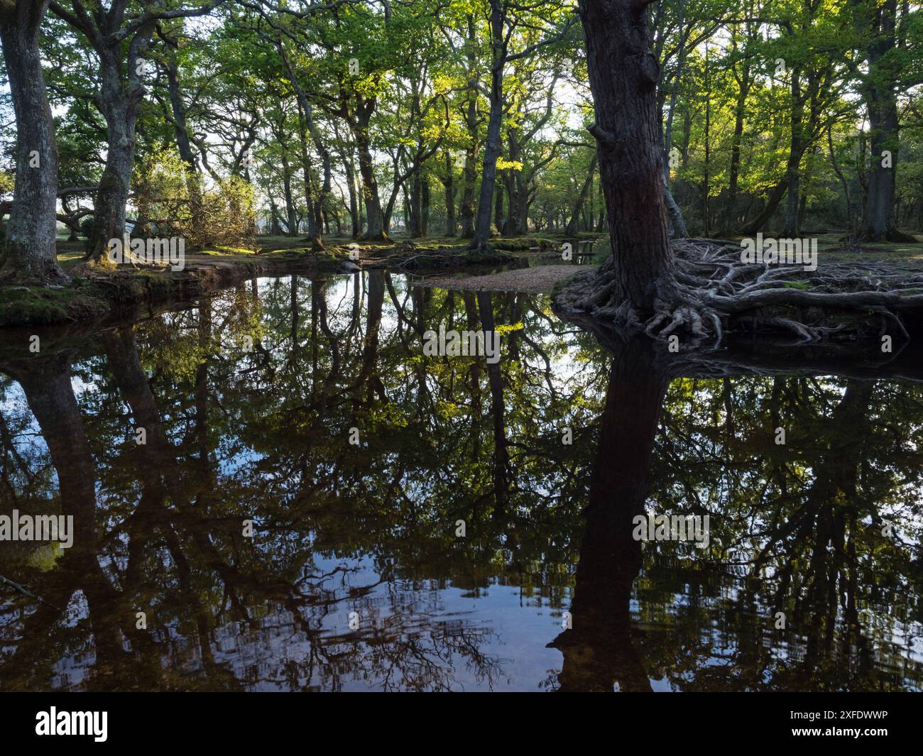 Stieleiche Quercus robur und Buche Fagus sylvatica neben dem Ober-Wasserstrom in der Nähe von Ober Corner, New Forest National Park, Hampshire, England, USA Stockfoto