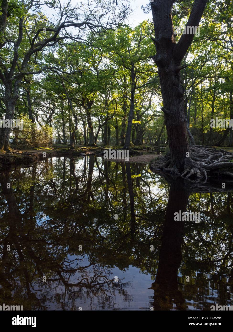 Stieleiche Quercus robur und Buche Fagus sylvatica neben dem Ober-Wasserstrom in der Nähe von Ober Corner, New Forest National Park, Hampshire, England, USA Stockfoto