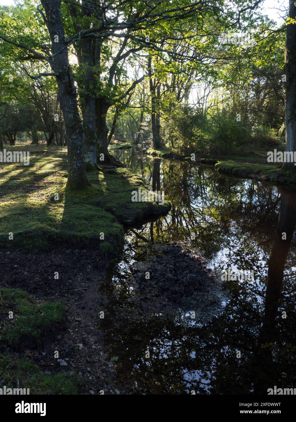 Stieleiche Quercus robur und Buche Fagus sylvatica neben dem Ober-Wasserstrom in der Nähe von Ober Corner, New Forest National Park, Hampshire, England, USA Stockfoto