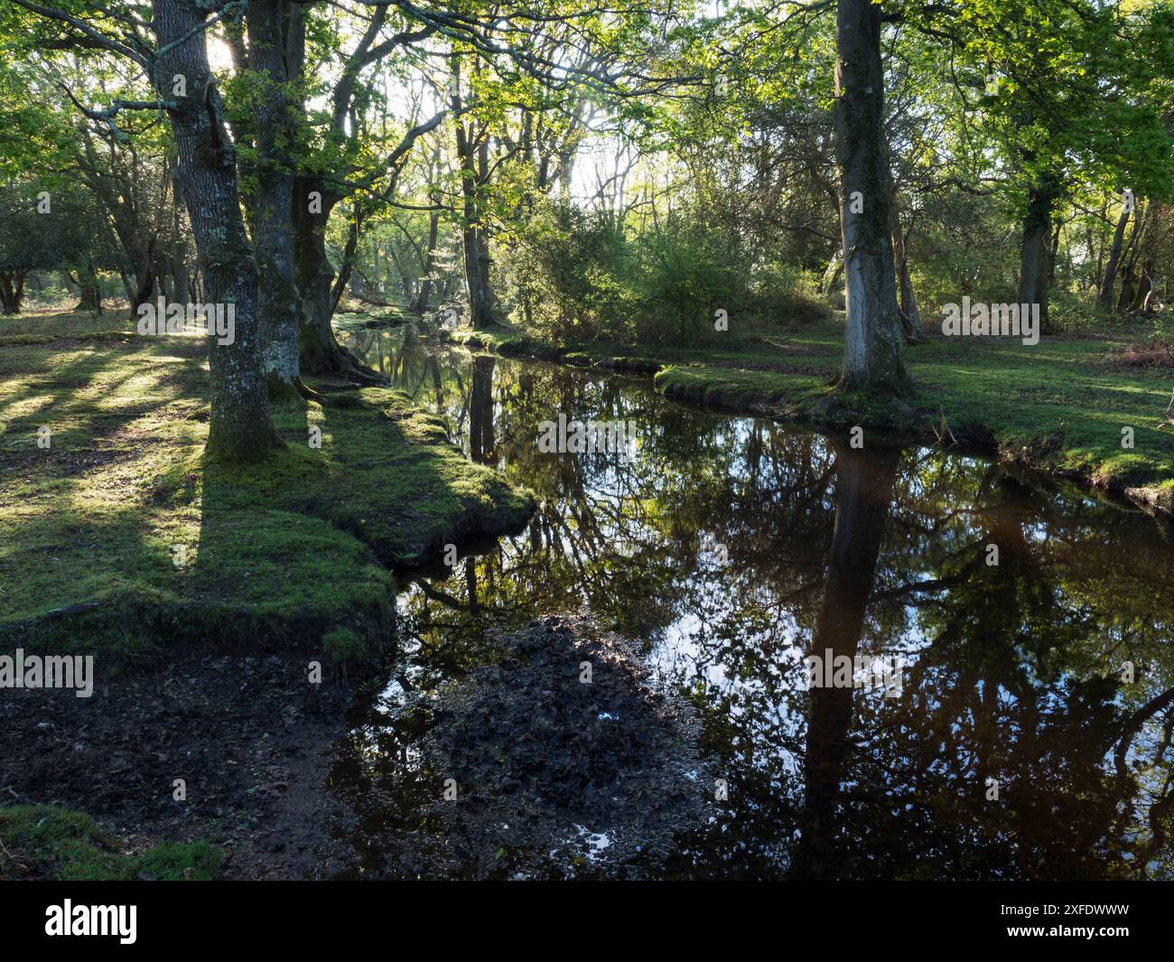 Stieleiche Quercus robur und Buche Fagus sylvatica neben dem Ober-Wasserstrom in der Nähe von Ober Corner, New Forest National Park, Hampshire, England, USA Stockfoto