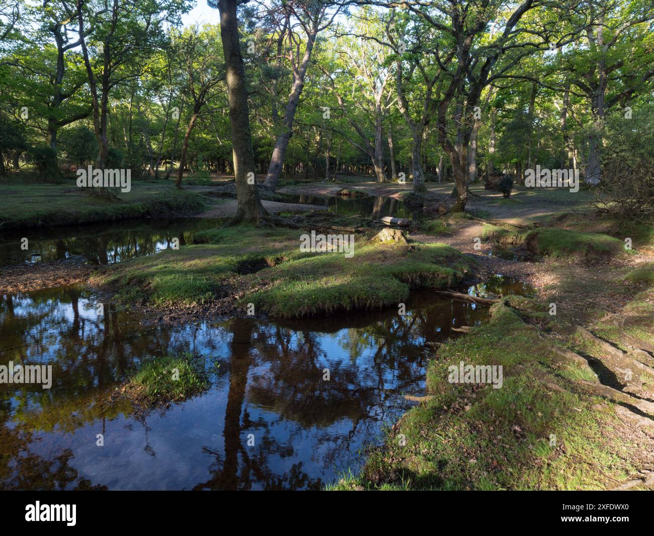 Stieleiche Quercus robur und Buche Fagus sylvatica neben dem Ober-Wasserstrom in der Nähe von Ober Corner, New Forest National Park, Hampshire, England, USA Stockfoto