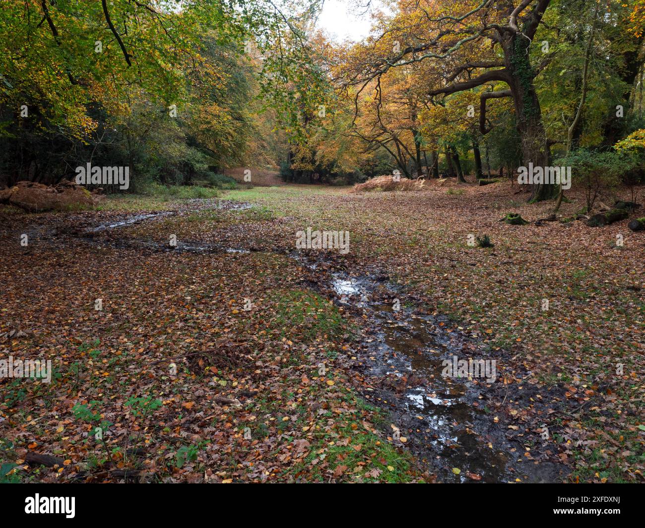 Laubwald und Bach im Herbst, White Moor Area, New Forest National Park, Hampshire, England, Großbritannien, November 2019 Stockfoto