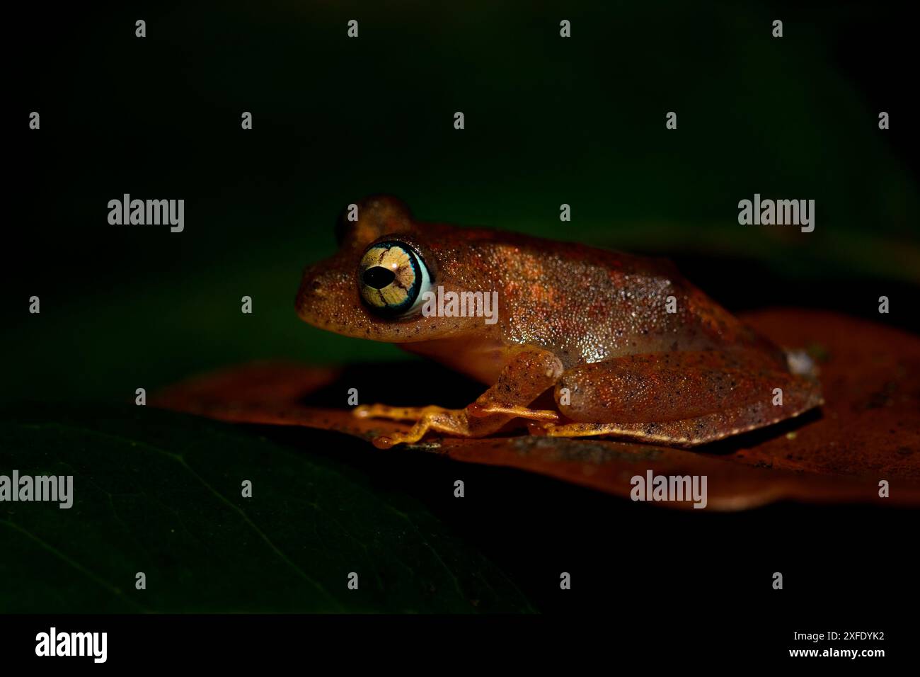 Madagaskar Frosch - Boophis pyrrhus, kleiner, schöner roter Frosch aus den Wäldern und Flüssen Madagaskars, Andasibe, Madagaskar. Stockfoto