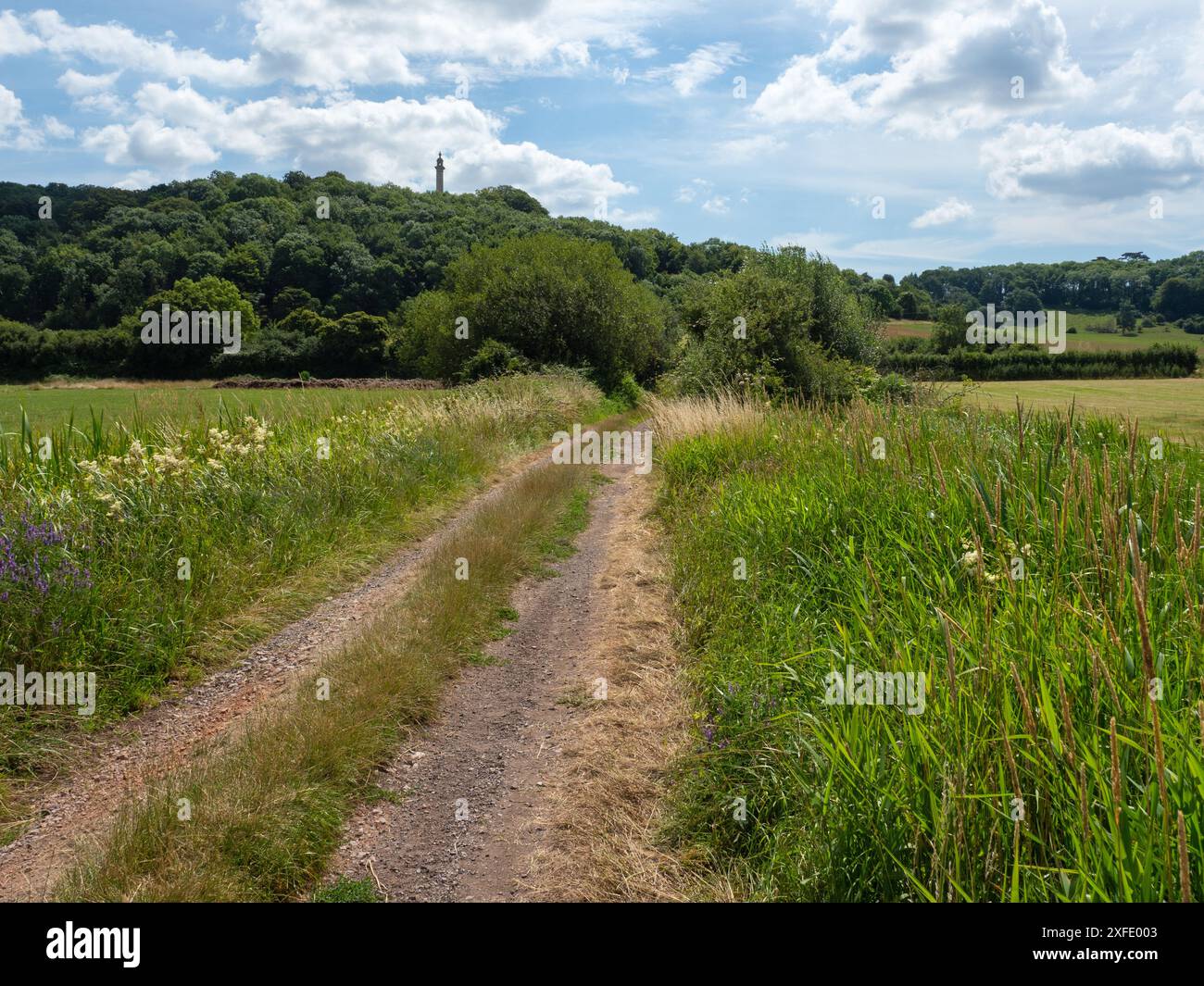 Tufted Wicke Vicia cracca und Meadowsweet Filipendula ulmaria neben einer kleinen Fahrt mit dem Pynsent Monument auf Troy Hill Beyond, West Sedgemoor RSPB Stockfoto