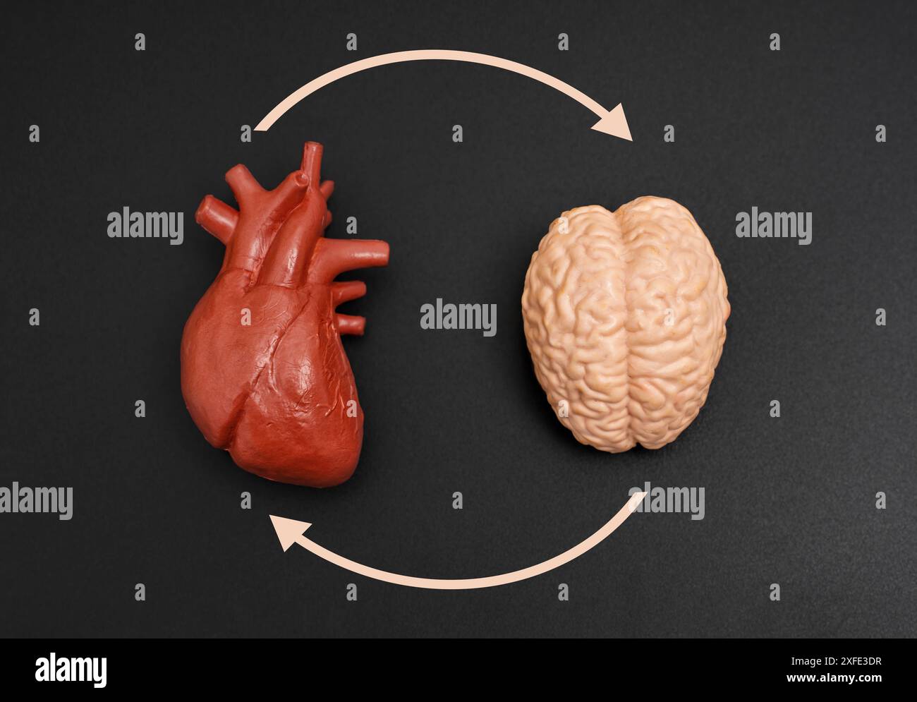 Anatomisches Modell von Gehirn und Herz auf schwarzem Hintergrund, verbunden durch gebogene Pfeile, die die Rückkopplungsschleife symbolisieren. Stockfoto