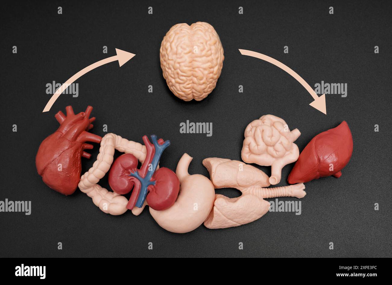 Anatomisches Modell des Gehirns mit verschiedenen Organen und geschwungenen Pfeilen, die die Kommunikation zwischen dem Gehirn und anderen Körperteilen anzeigen, symbolisieren eine Gebühr Stockfoto