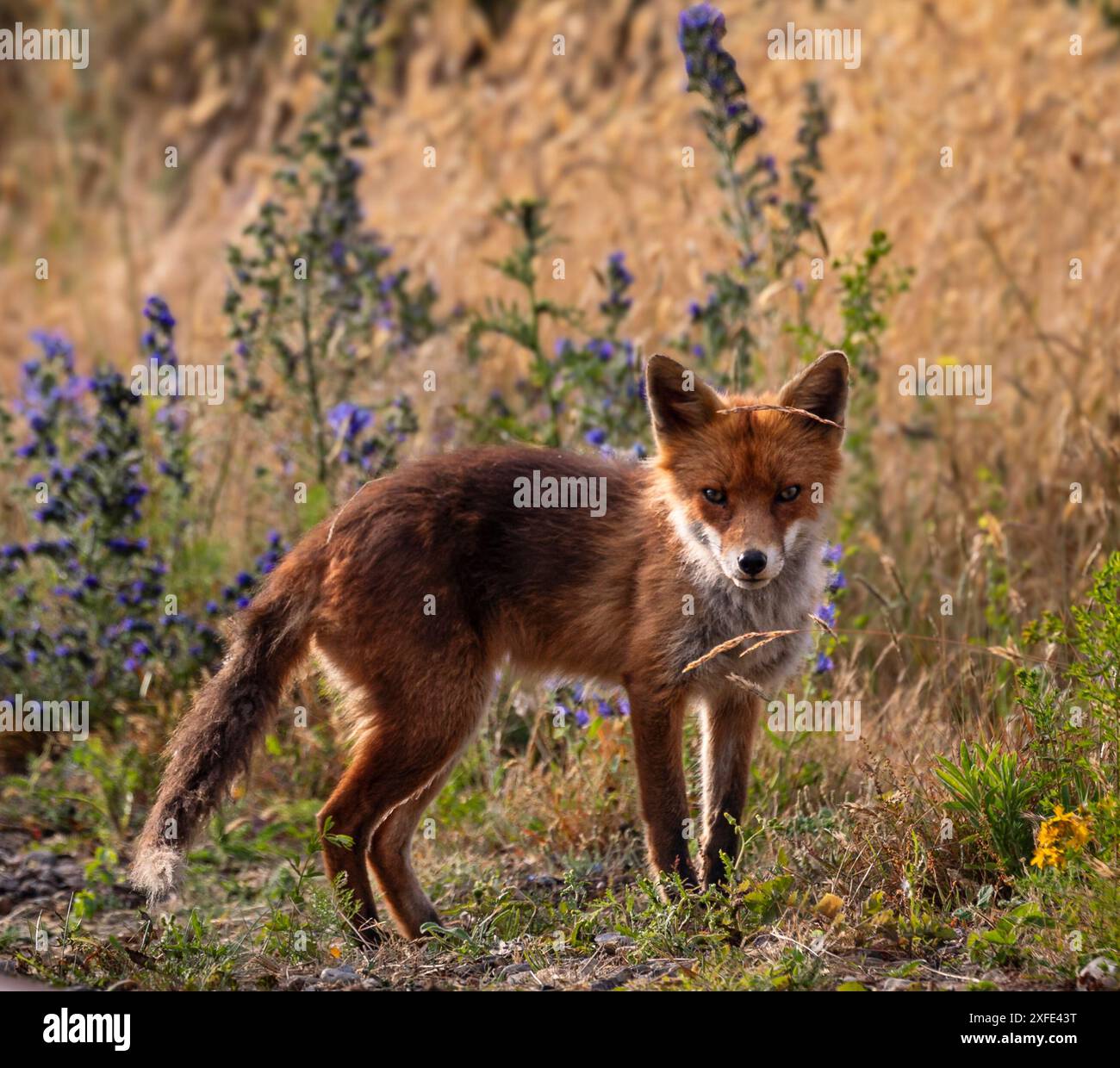 Ein hungriger einsamer Fuchs wartet im Dungeness-Parkplatz Kent auf eine kostenlose Mahlzeit Stockfoto