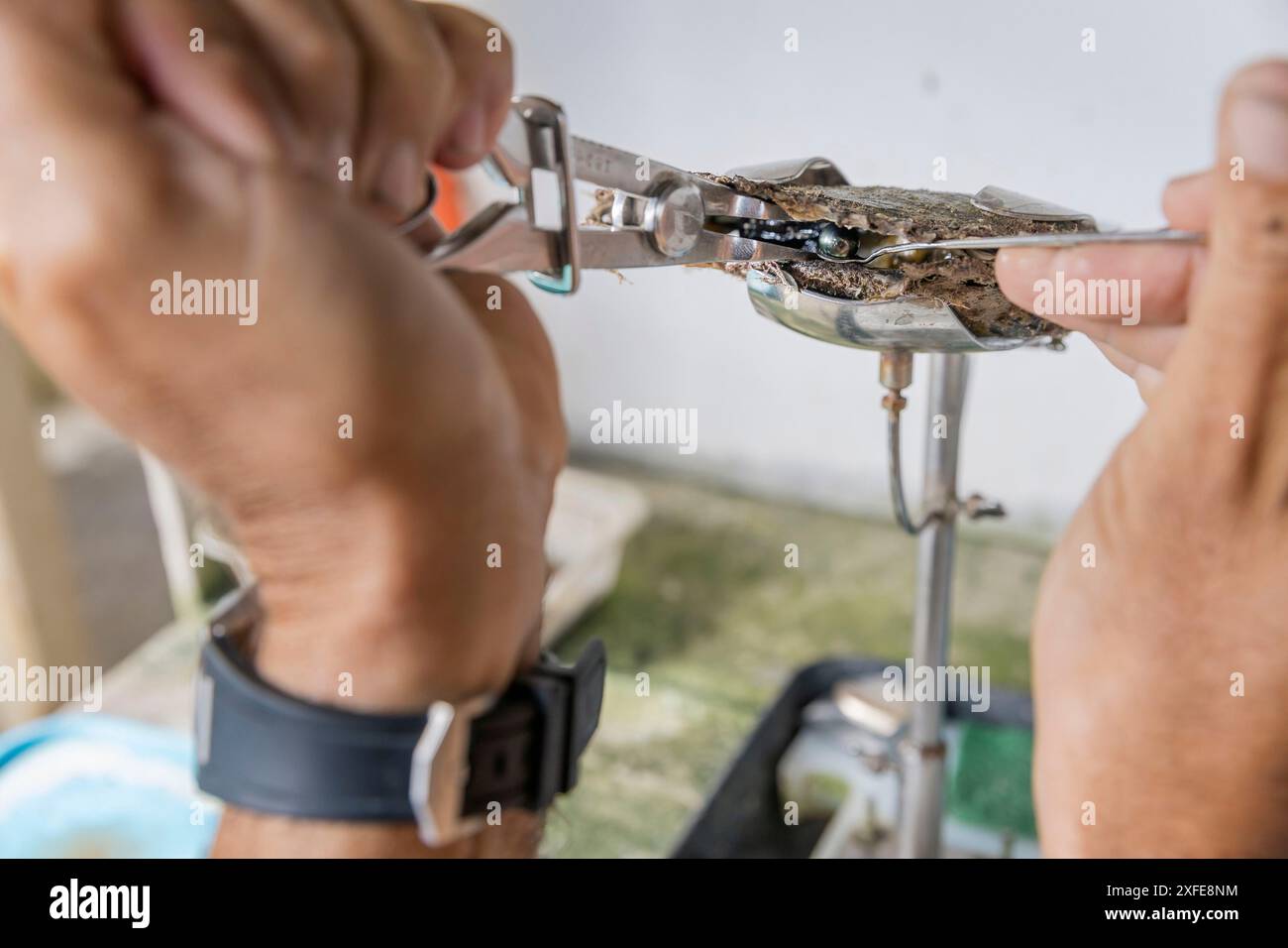 Französisch-Polynesien, Gesellschaftsinseln, Tahaa, Champon-Perlenfarm Stockfoto