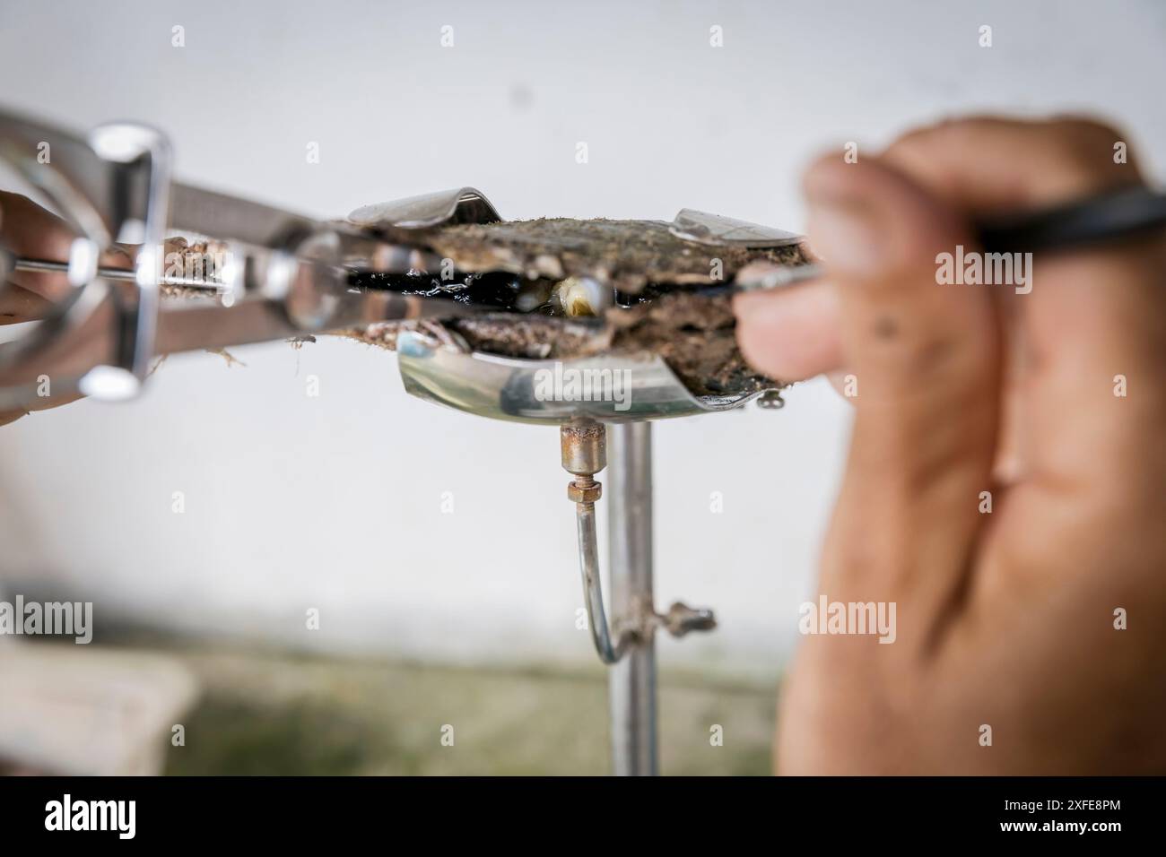 Französisch-Polynesien, Gesellschaftsinseln, Tahaa, Champon-Perlenfarm Stockfoto