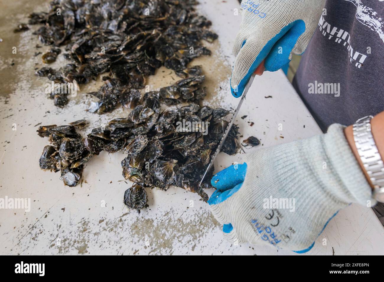 Französisch-Polynesien, Gesellschaftsinseln, Tahaa, Champon-Perlenfarm Stockfoto