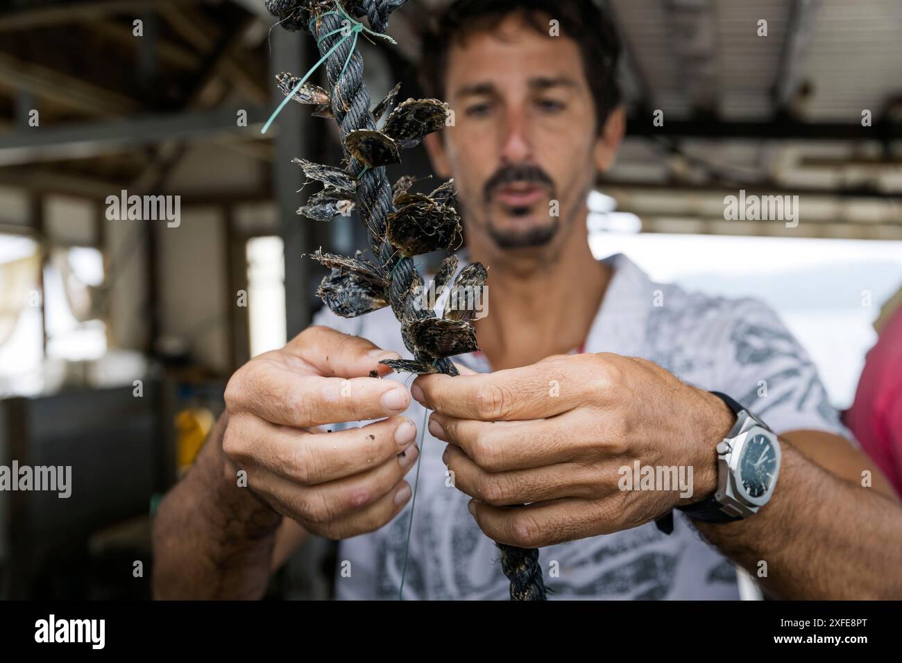 Französisch-Polynesien, Gesellschaftsinseln, Tahaa, Champon-Perlenfarm Stockfoto