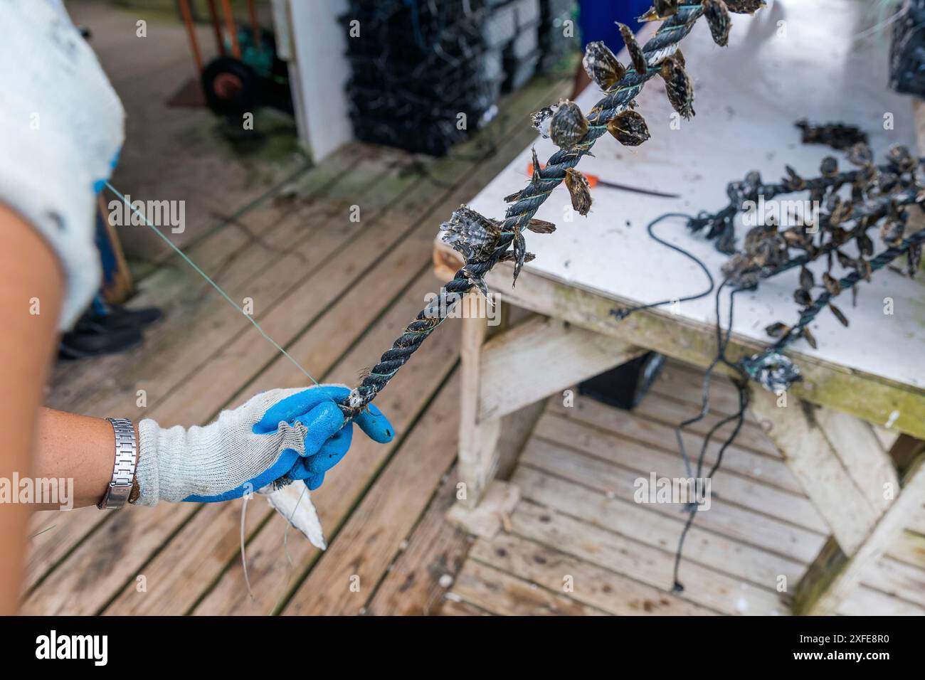 Französisch-Polynesien, Gesellschaftsinseln, Tahaa, Champon-Perlenfarm Stockfoto