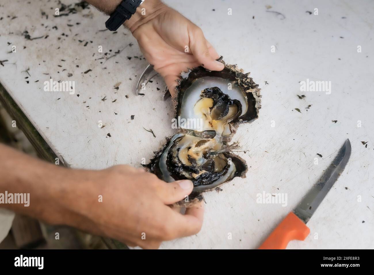 Französisch-Polynesien, Gesellschaftsinseln, Tahaa, Champon-Perlenfarm Stockfoto