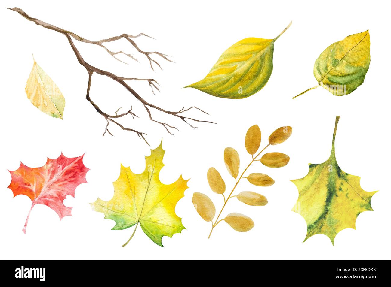 Set von Aquarellblättern im Herbst. Handgemalte Abbildung. Blätter von verschiedenen Bäumen Stockfoto