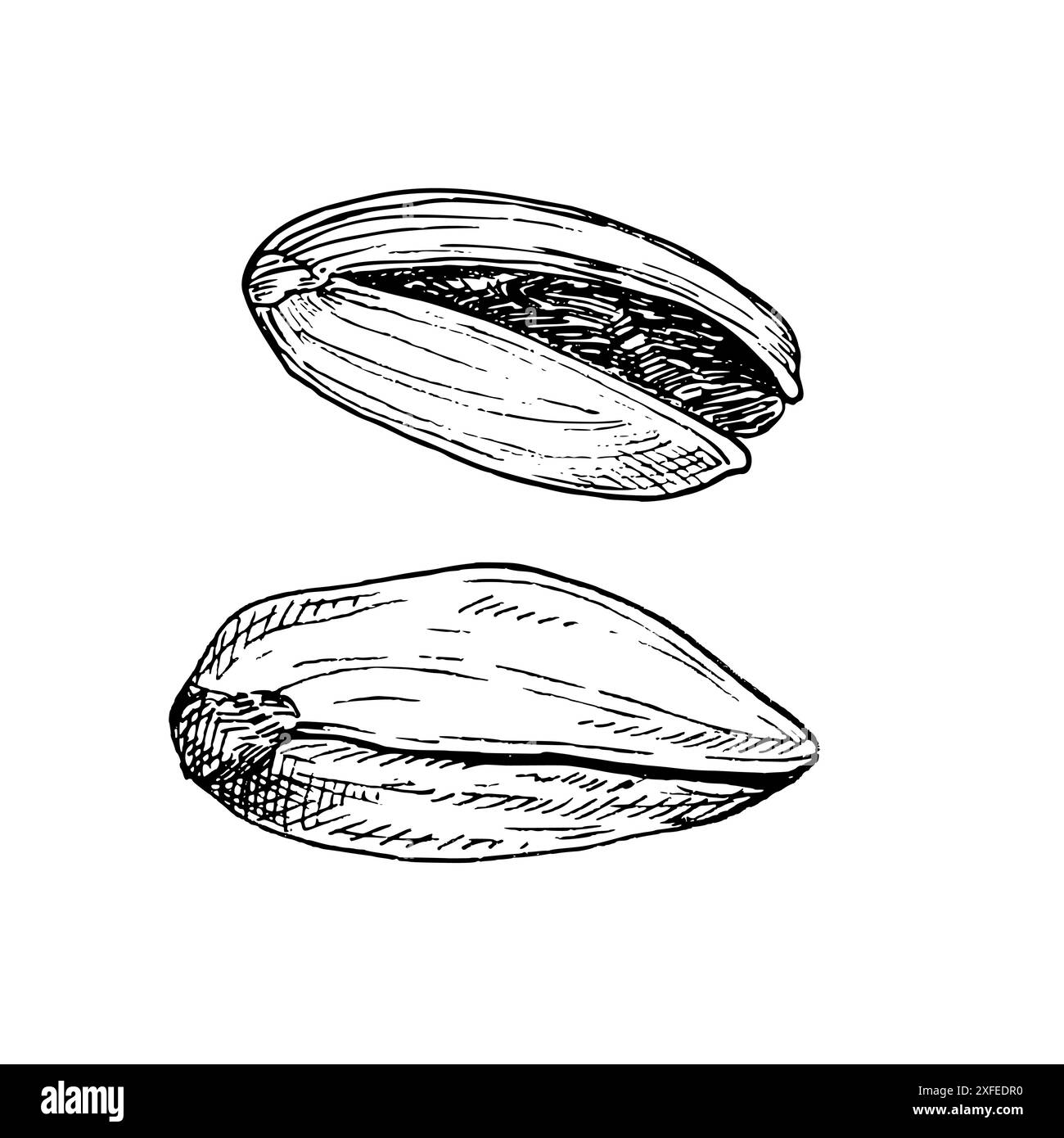 Pistazienmutter grafischer Vektor-Illustrationssatz. Botanische Zeichnung Skizze stilisiert. Isoliert. Handgezeichnet, geeignet für Lebensmittelverpackungen Stock Vektor
