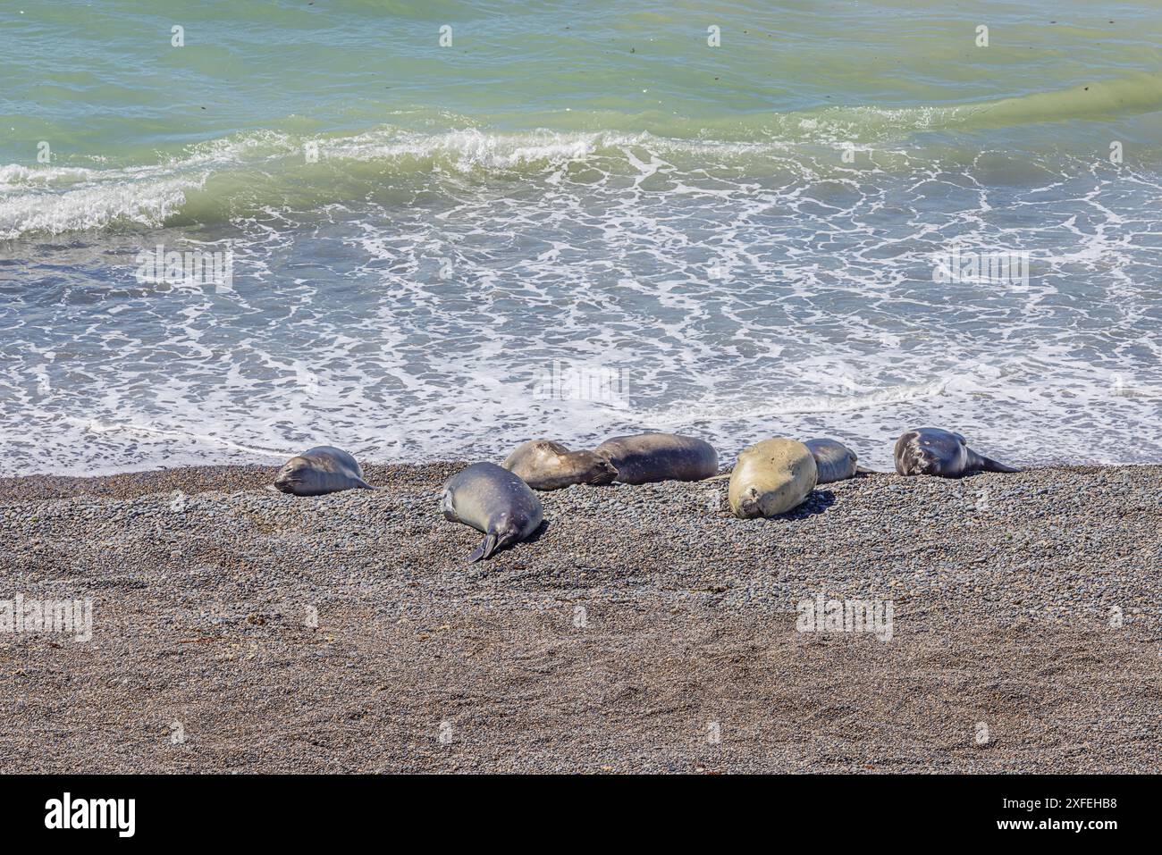 Robben ruhen am Strand auf der Halbinsel Valdes in der Nähe von Puerto Madryn Stockfoto