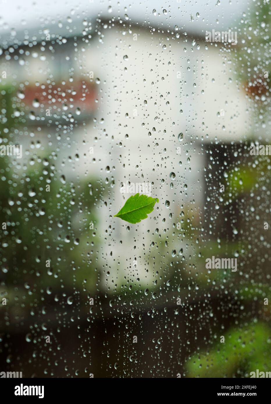 Das Blatt klebt am Fenster, das durch Regen nass ist Stockfoto