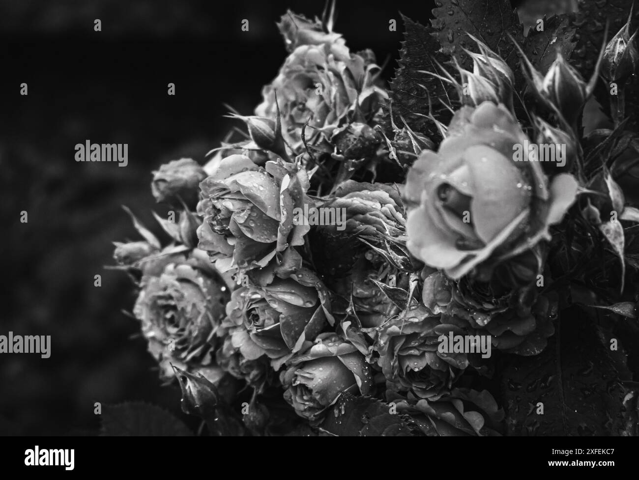 Rosen in Regentropfen, schwarz-weiß. Blumenstrauß von Rosen im Garten unter dem Regen, monochrom. Schönheit in der Natur. Love-Konzept. Traurige Liebe. Gotische Rosen. Stockfoto