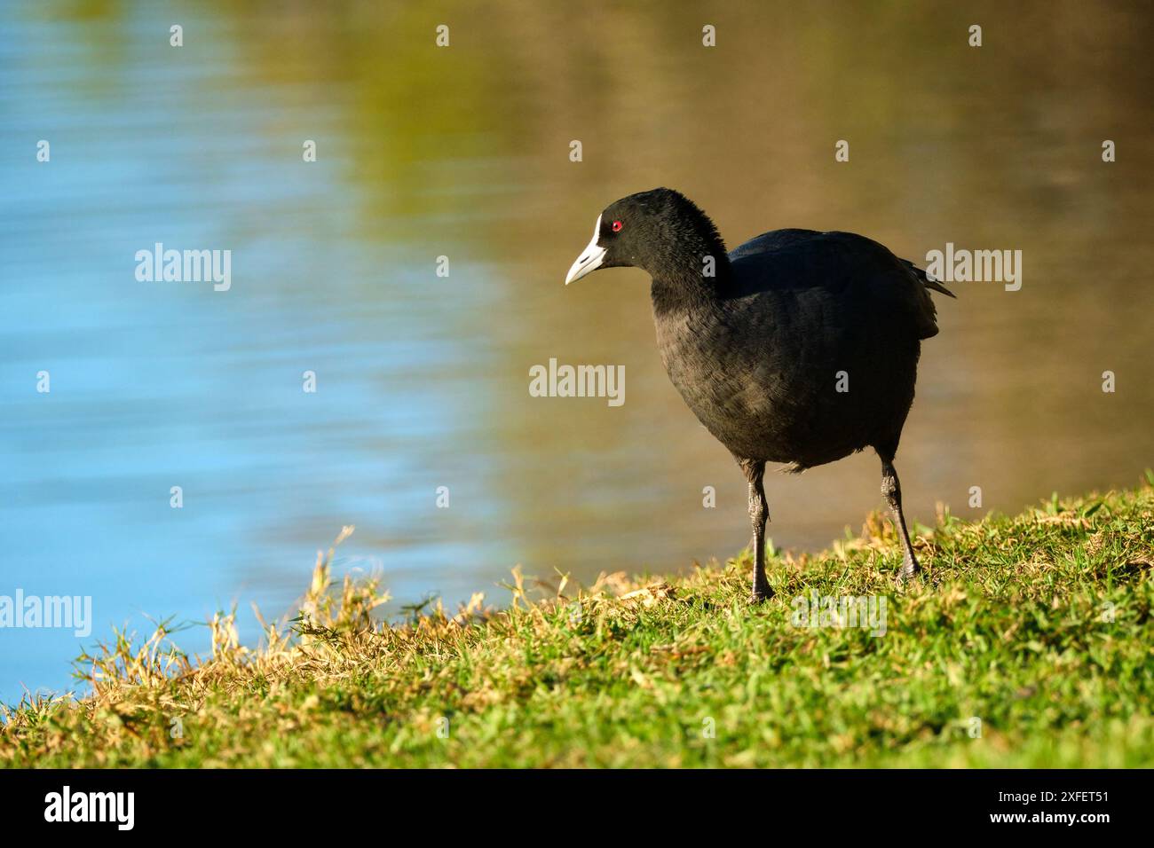 Ein eurasischer Coot, Fulica atra, der im späteren Nachmittagslicht auf dem Gras neben dem Wasser steht, Herdsman Lake, Perth, Western Australia. Stockfoto