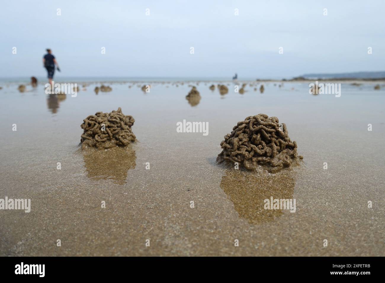 Europäischer Stollenwurm, Blasenwurm, Lugwurm, Sandwurm (Arenicola Marina), Lugwurmstapel am Strand, Frankreich, Bretagne, Erquy Stockfoto