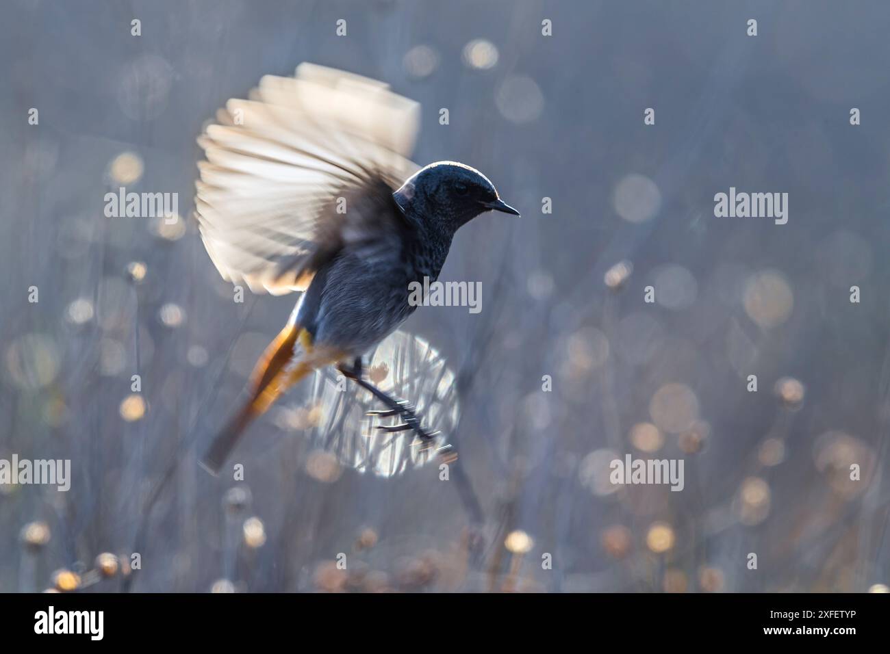 Gibraltars schwarzer Rotstich (Phoenicurus ochruros gibraltariensis, Phoenicurus gibraltariensis), männlich im Landeanflug, Seitenansicht, Italien, Toskana Stockfoto