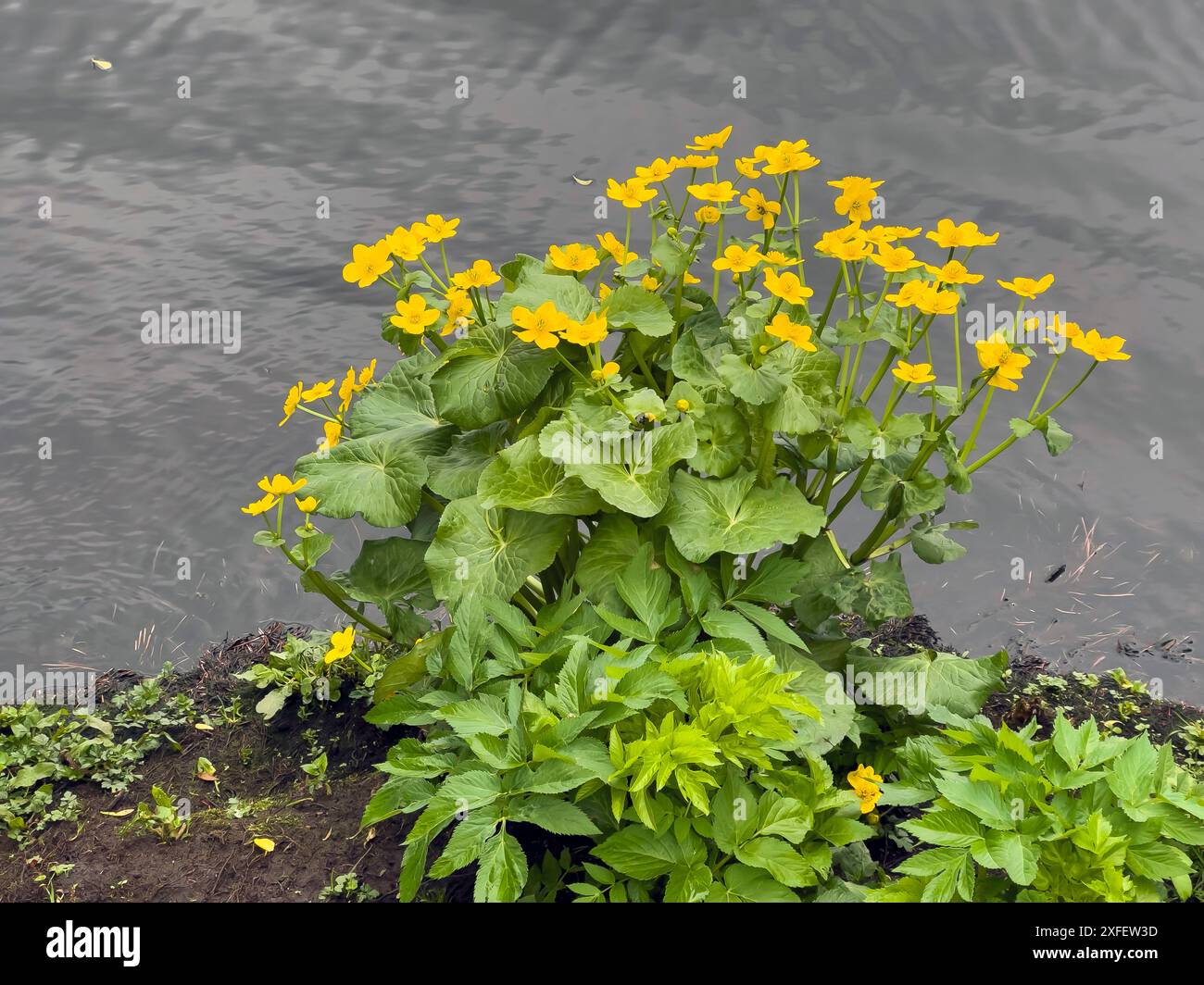 marsh Marigold (Caltha palustris), blühende Marsh Marigold, Deutschland Stockfoto