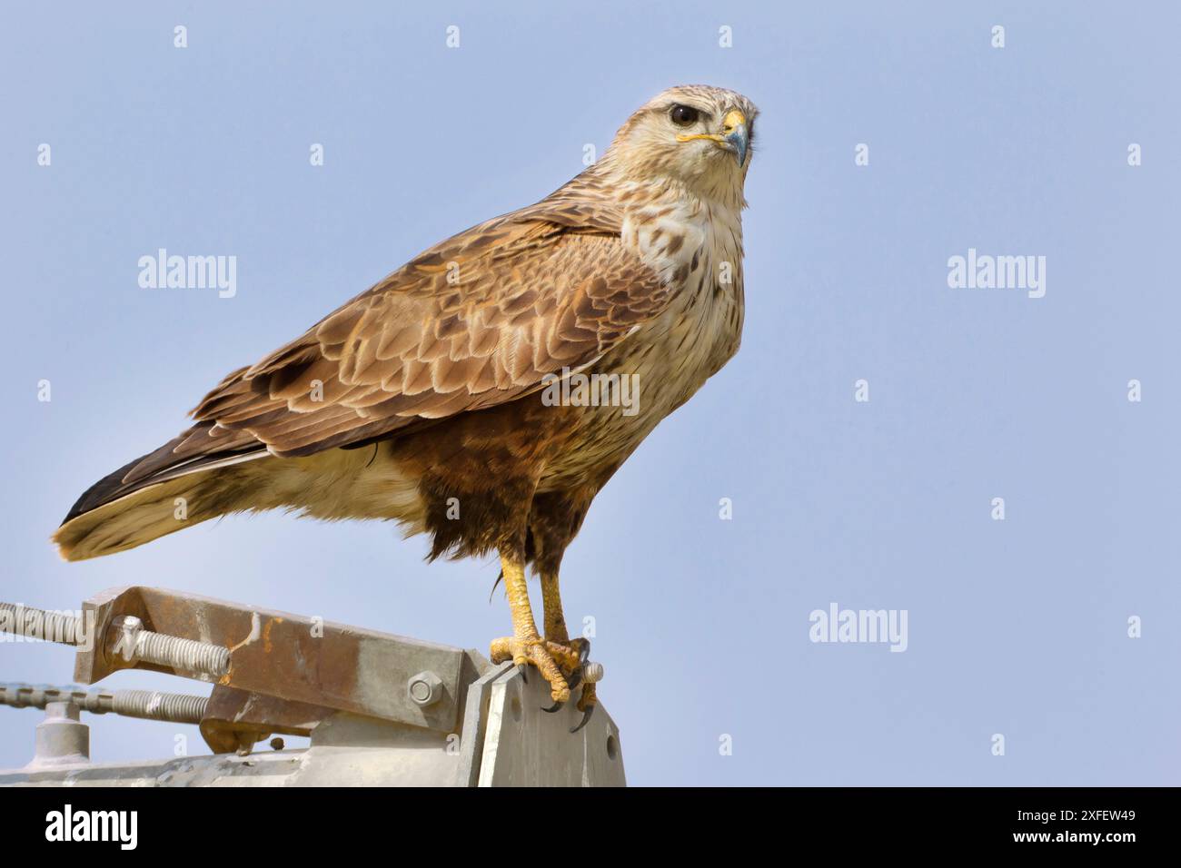 Langbeiniger Bussard (Buteo rufinus), auf einem Teil einer Brücke, Seitenansicht, Kuwait Stockfoto