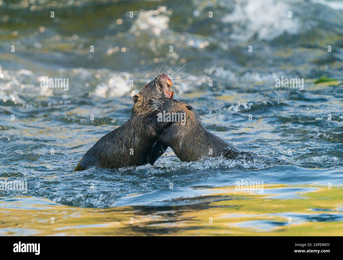 Coypu, Nutria (Myocastor coypus), zwei Nutrias kämpfen im Fluss, Seitenansicht, Frankreich, Crielle sur Mer Stockfoto