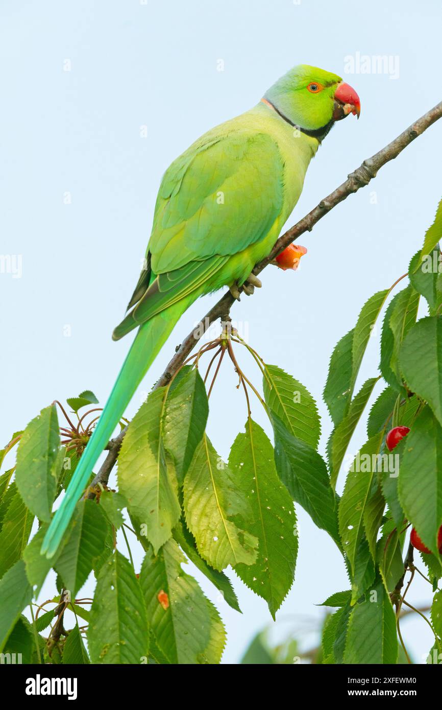 Rosenringsittich (Psittacula krameri), sitzt auf einem Kirschbaum und isst Kirschen, Deutschland, Rheinland-Pfalz Stockfoto