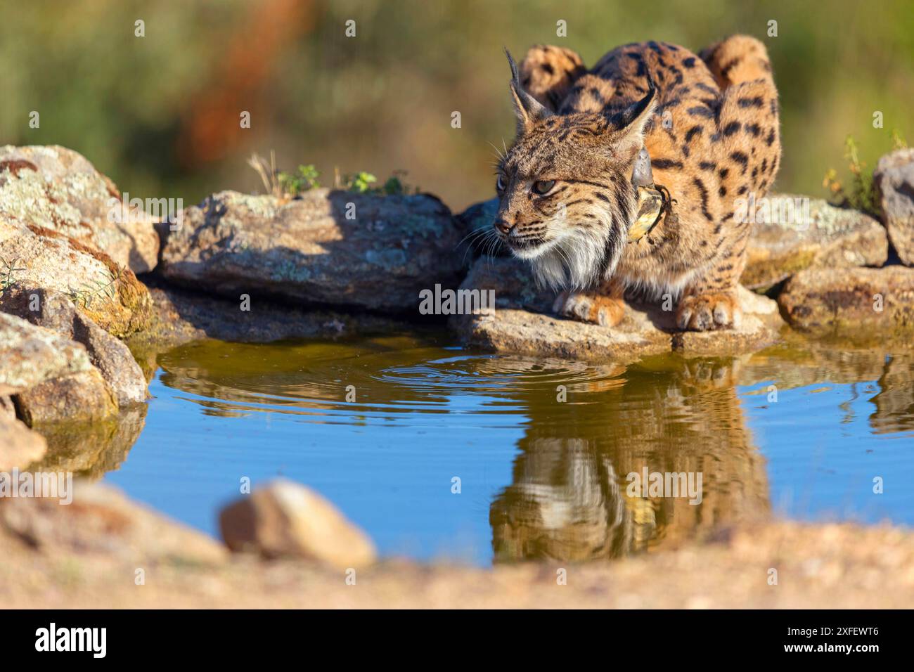 Iberischer Luchs (Lynx pardinus), trinkt Wasser an der Wasserstelle, Spanien, Castilla La Mancha, versteckt de Calera Stockfoto