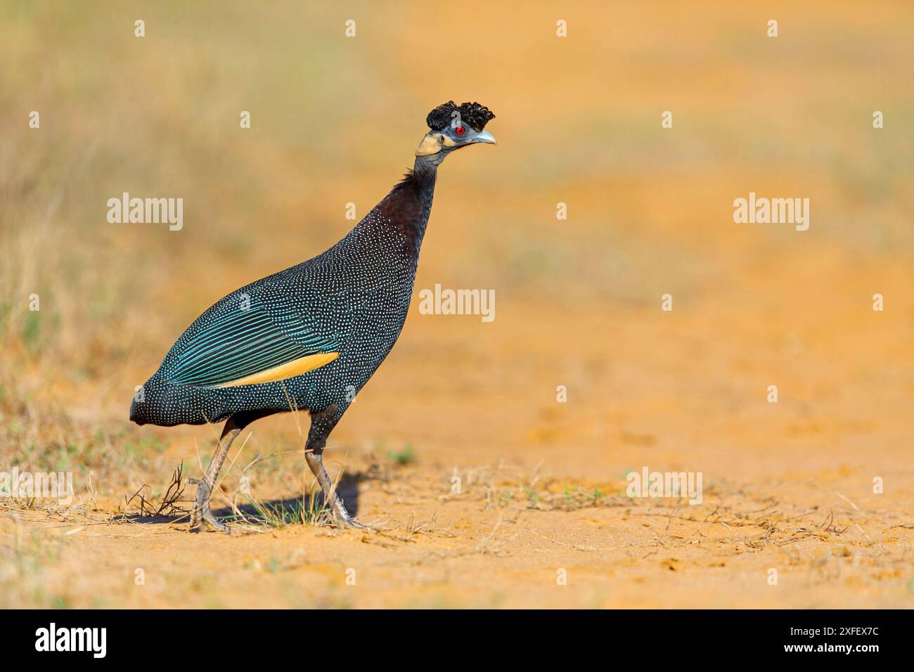 Guineafuhu mit Hauben, Guineafuhu Kenia (Guttera pucherani, Guttera edouardi), Wandern, Seitenansicht, Südafrika, KwaZulu-Natal, Hluhluwe-Umfolozi Nationa Stockfoto