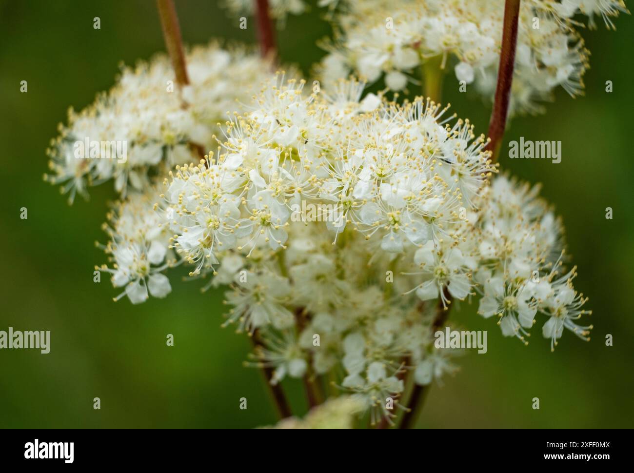 Die zarten, winzigen Blüten der Wildblume, die auf einer natürlichen Wiese in Worcestershire, England wächst. Stockfoto